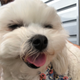 The good sniffs are doggo approved.